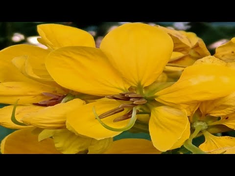 #Senna , #Senna siamea #Cassia siamea  #YellowOrnamentalPlant