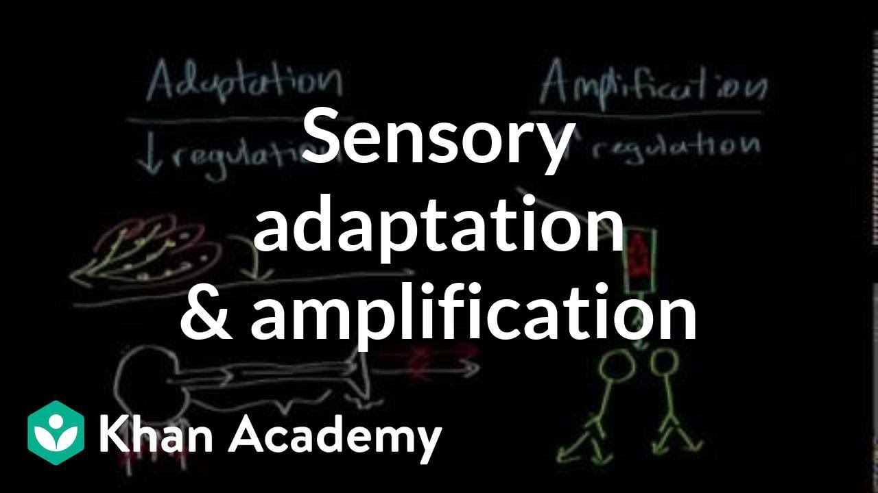 Sensory adaptation and amplification | Processing the Environment | MCAT | Khan Academy