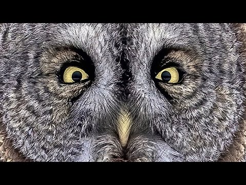 SENTINELS OF THE BOREAL – A Short Film by Tomas Koeck