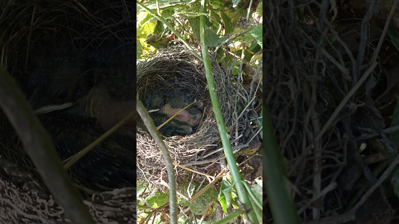 serçe yavrusu yuvasında 🐣🦅🕊️ #shorts #serce #kuşlar #doğalyaşam