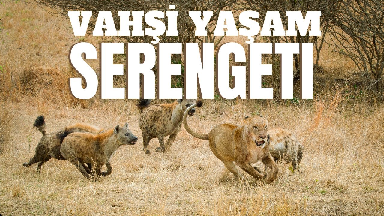 SERENGETİ BELGESELİ - AFRİKA'NIN VAHŞİ YAŞAMI - #BELGESEL