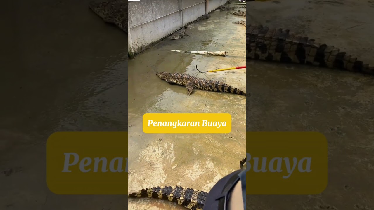 Setrum buaya di penangkaran #buaya #tiongkok #penangkaran #crocodile #unik #setrumikan #trending
