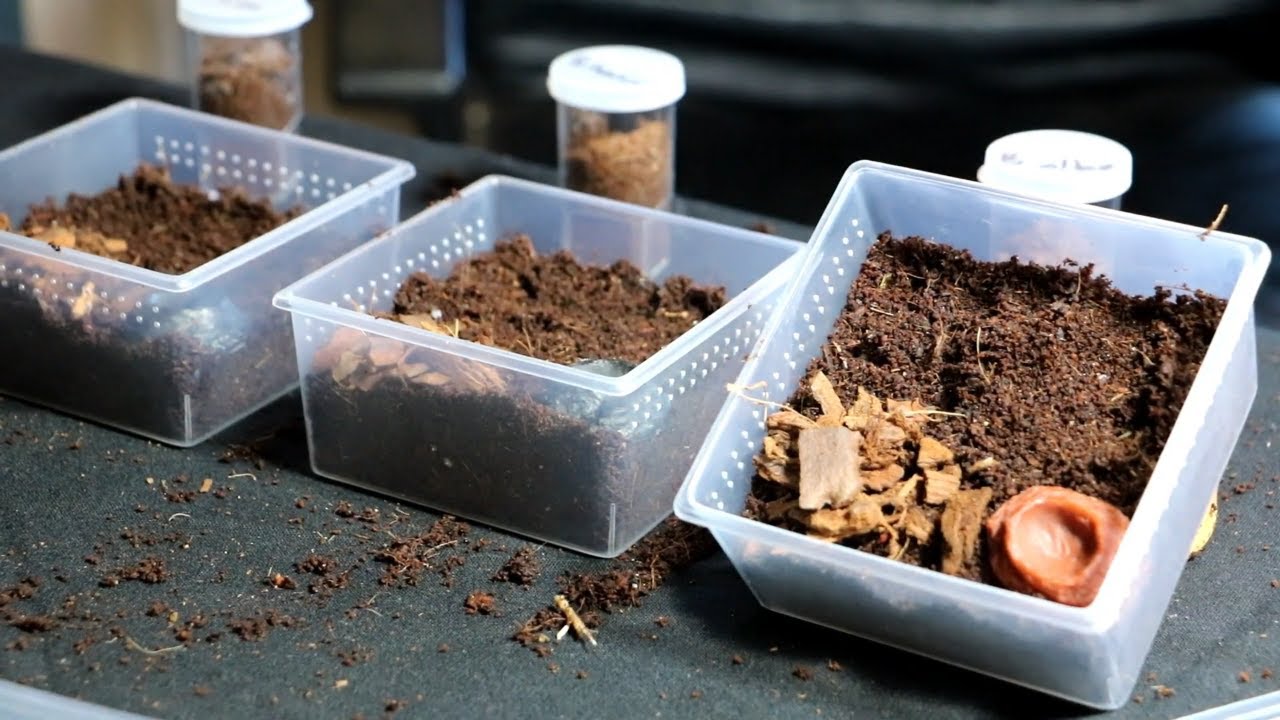 Setting up The Spiderling Starter Kit - A Guide