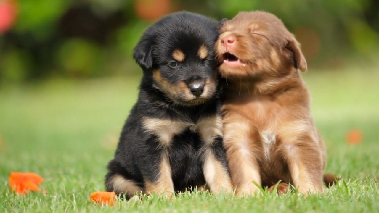 Sevimli Köpekler | En Tatlı Anlar ve Eğlenceli Davranışlar | Modunuzu Değiştirecek Köpek Videosu