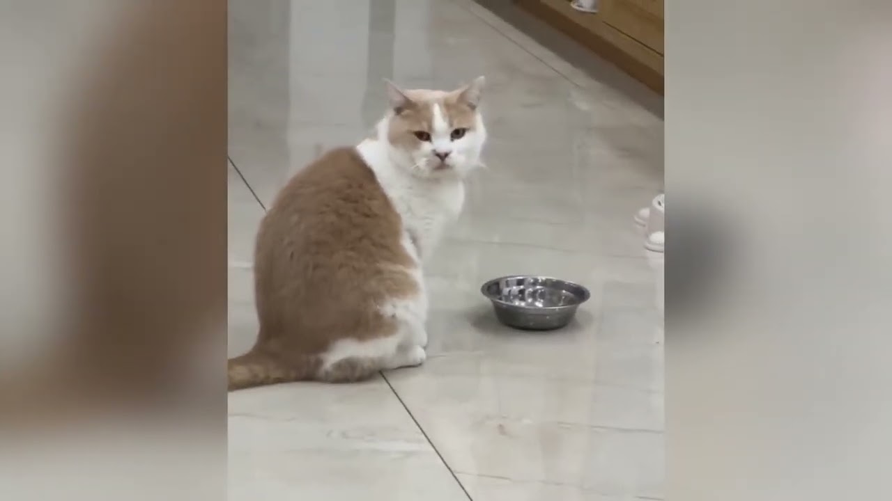 Sevimli Patili Dostlar | Komik Kedi Köpek Videoları | 16. Bölüm