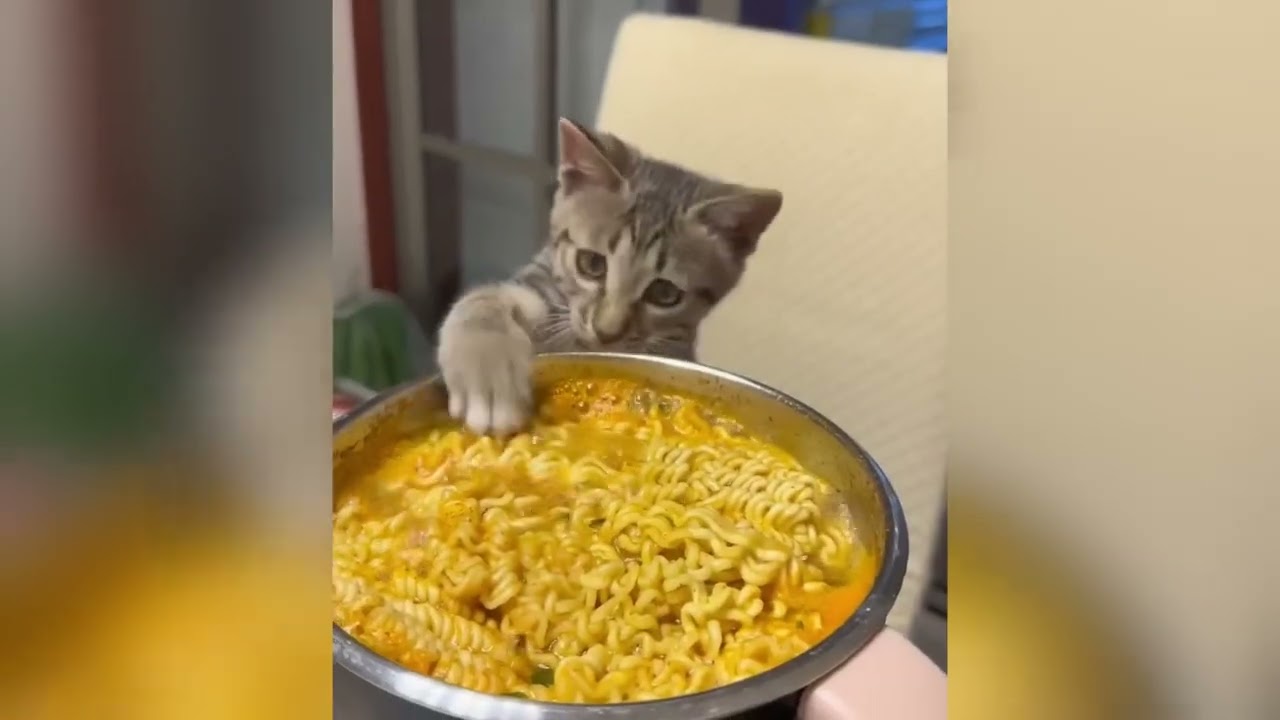 Sevimli Patili Dostlar | Komik Kedi Köpek Videoları | 18. Bölüm