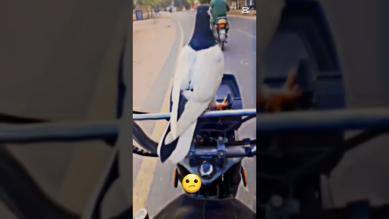 #shadow #pigeon #neend your sport 🥰🥰🥰