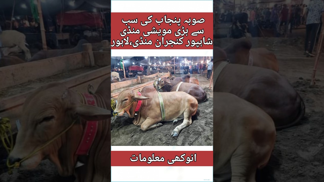 Shahpur kanjra mandi 2023||Lahore shahpur kanjra mandi