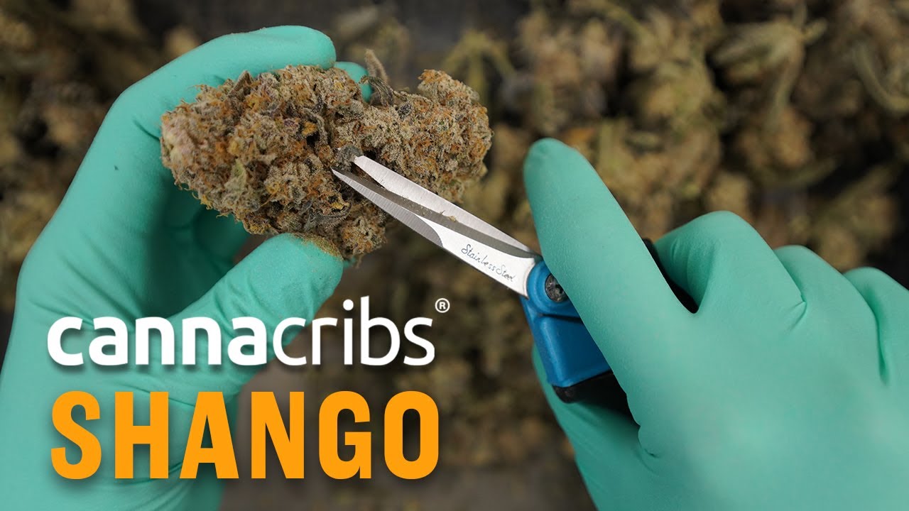 😎Shango Las Vegas: Premium Cannabis Vertically Integrated (MSO), Canna Cribs S2E6
