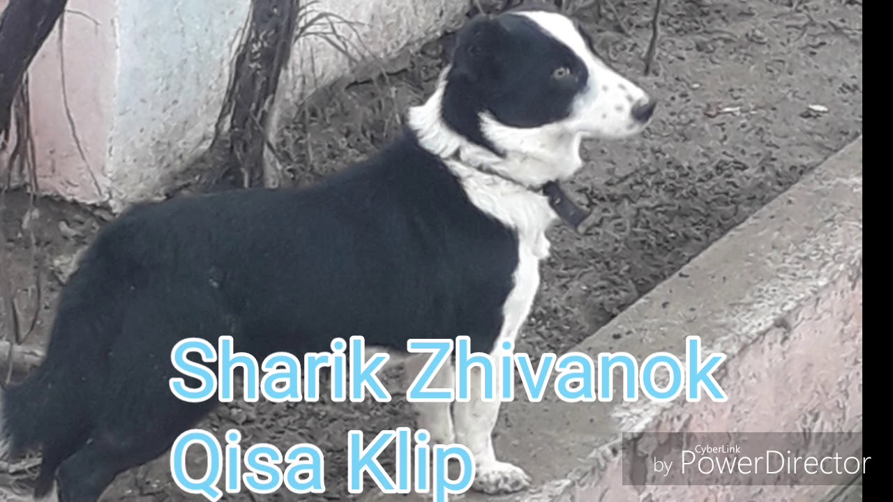 Sharik Zhivanok- Qisa Klip(short clip)[official video]