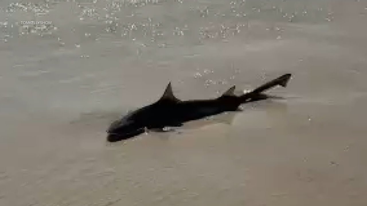 Shark bit woman at Jones Beach in Long Island