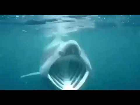 shark fart