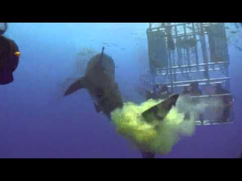 Shark fart