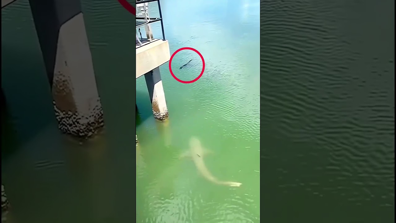 Shark vs Alligator - Vía thedailygator