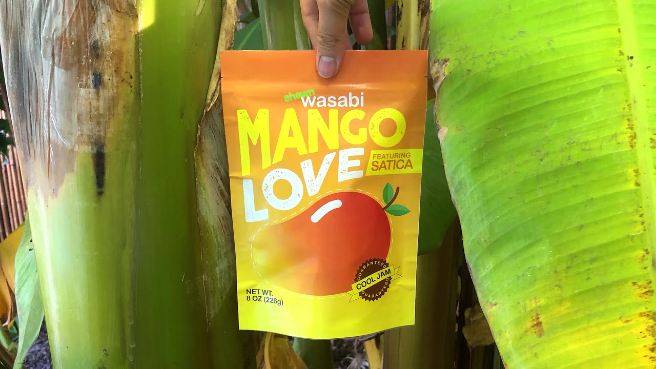 Shawn Wasabi - MANGO LOVE (ft. Satica) [Official Audio]