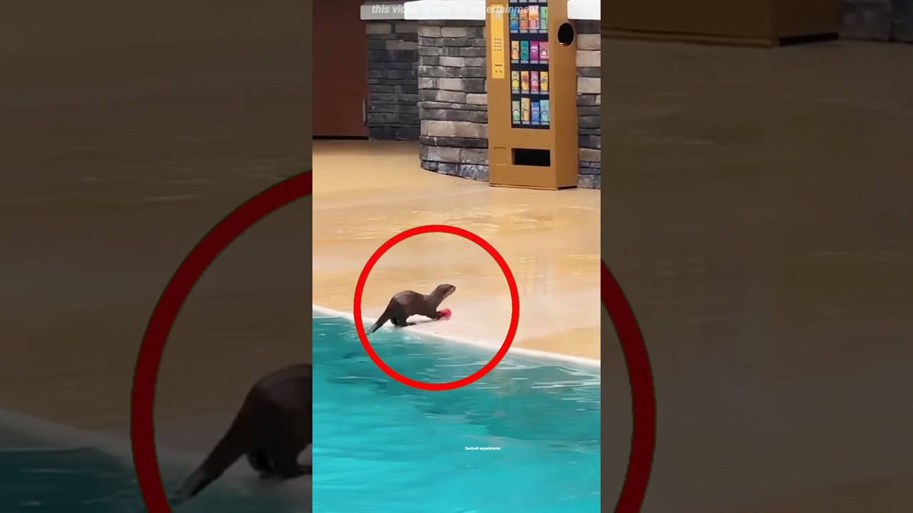 She Dropped a Can… The Otter Did THIS! ‍♀️‍⬛♻️ #shorts