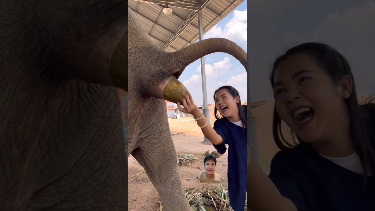 She using her hand to catch elephant poop 💩