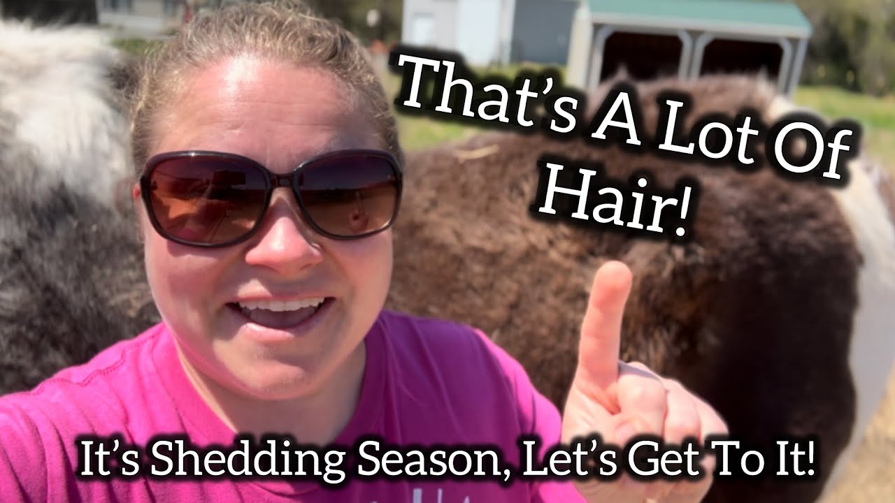 Shedding Season With A Very Hairy Horse!