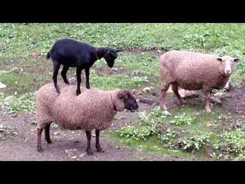 SHEEP & GOATS can be SUPER FUNNY, SEE FOR YOURSELF! - Funny ANIMAL compilation