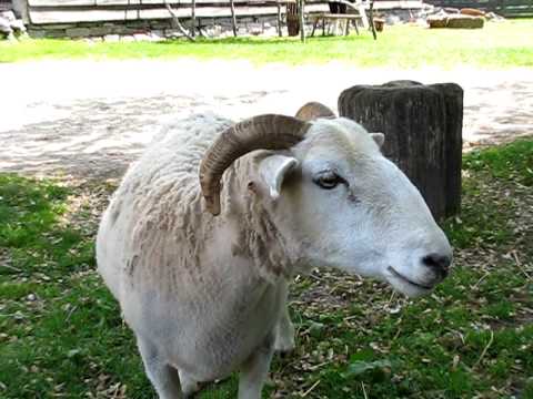 Sheep Bleat