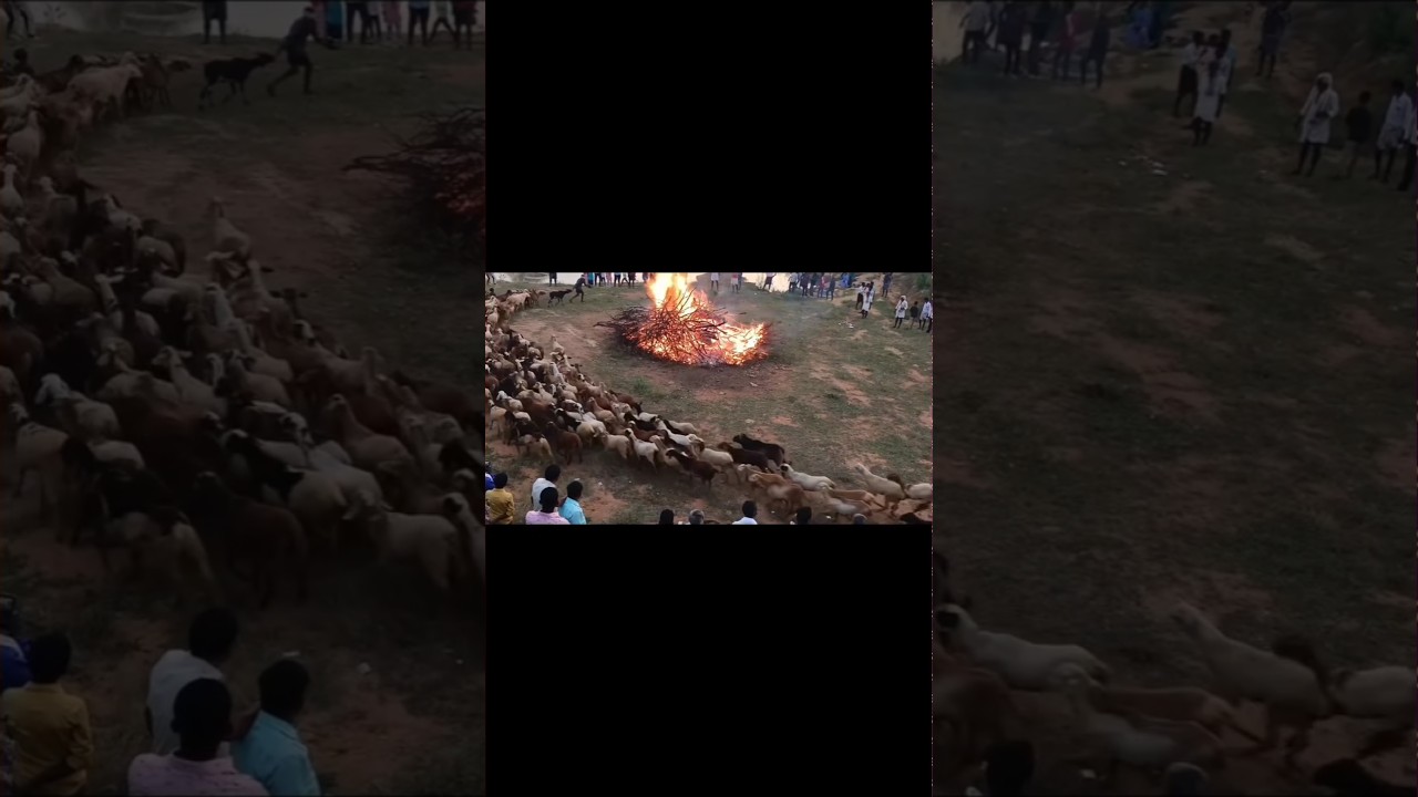 Sheep Circling the Fire | A Mysterious Scene 🔥🐑