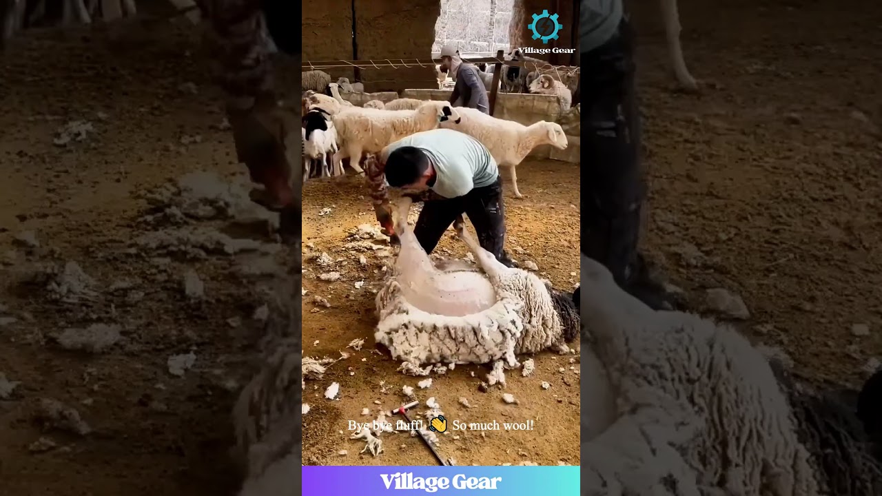 Sheep Spa Day! 🐑✂️ This Shearing is So Satisfying! #sheepshearing  #farmlife #animals #haircut