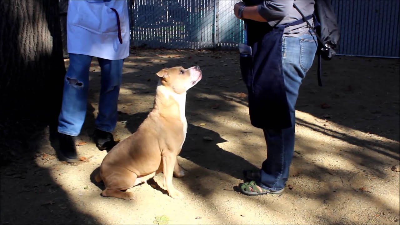 Shelby shelter 30