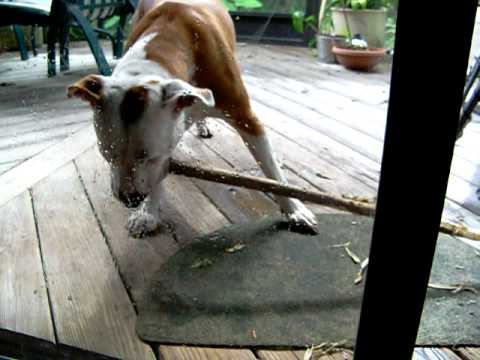 SHELBY'S DETERMINATION (PIT BULL POWER)