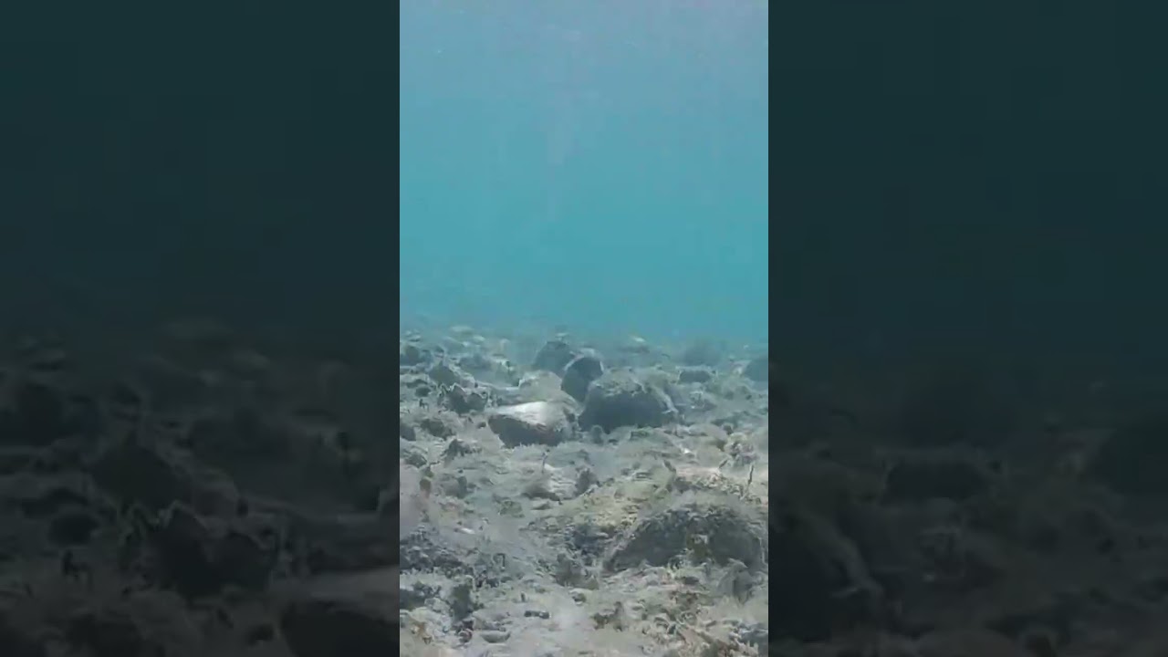 Shells and stones under a sea in Greece exploring under water #underwater #asmr #seasound