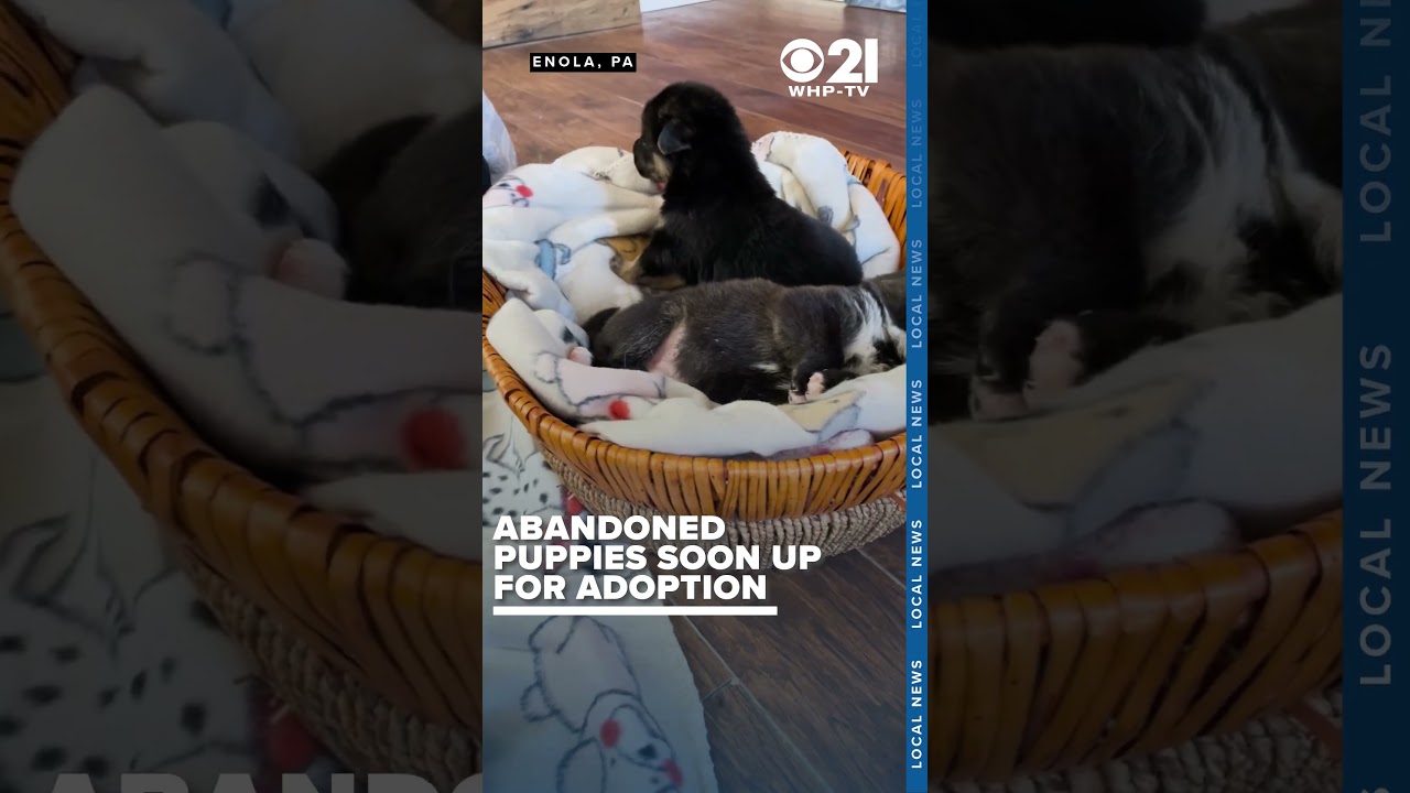 Shelter cares for 7 puppies abandoned on police station steps