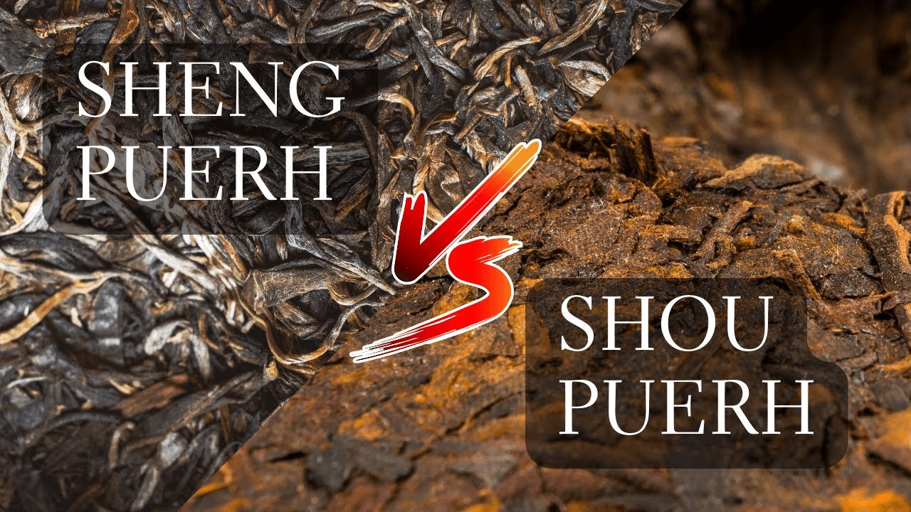 Sheng vs Shou Puerh - Comparing 2 Different Puer Teas, Ripe Puerh vs. Raw Puerh