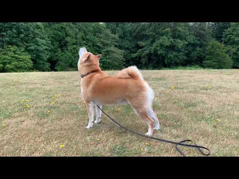 Shiba Inu Barking and Howling