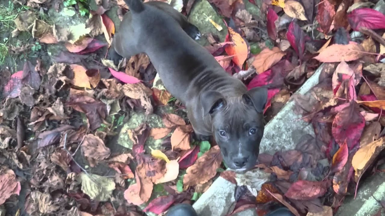 Shiva is first time in garden #2