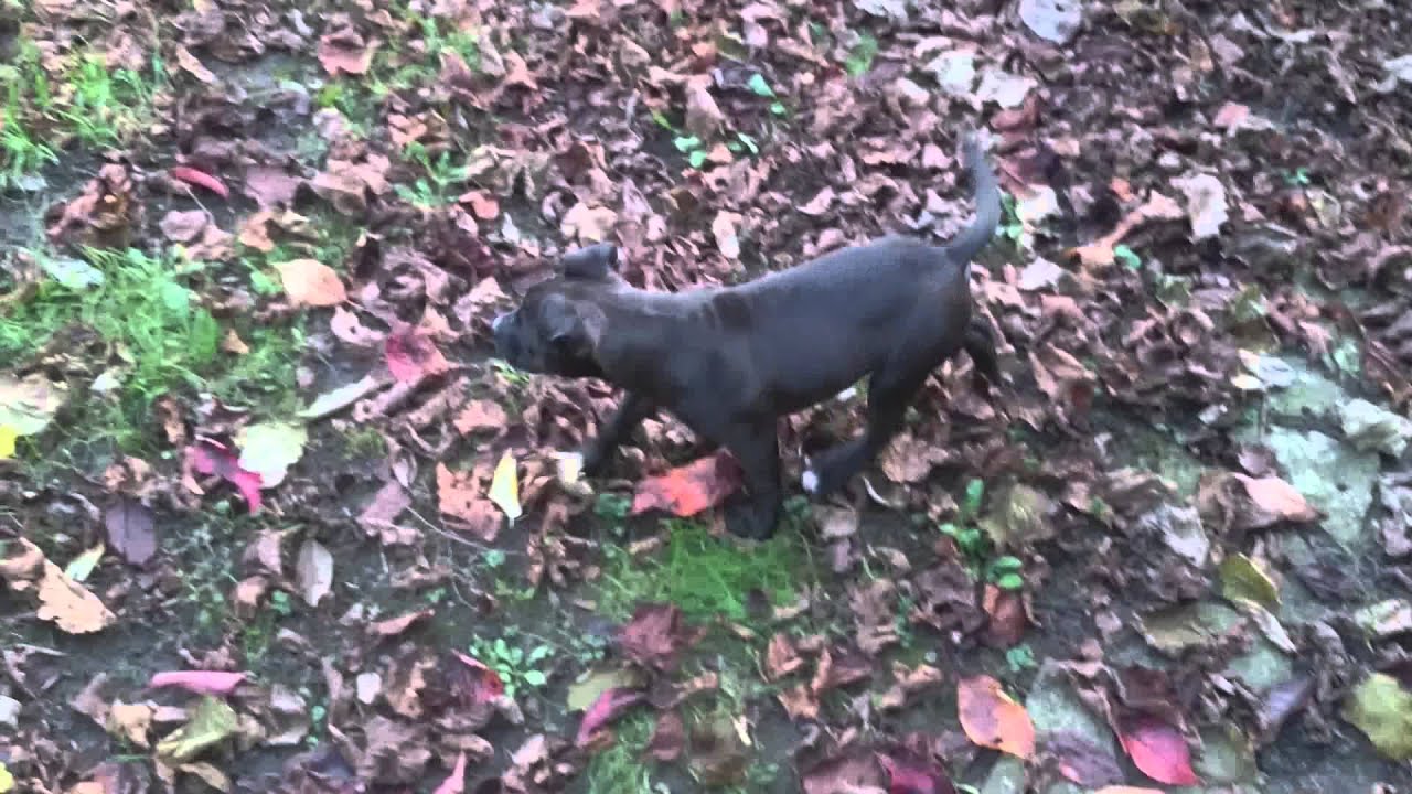 Shiva is first time in garden