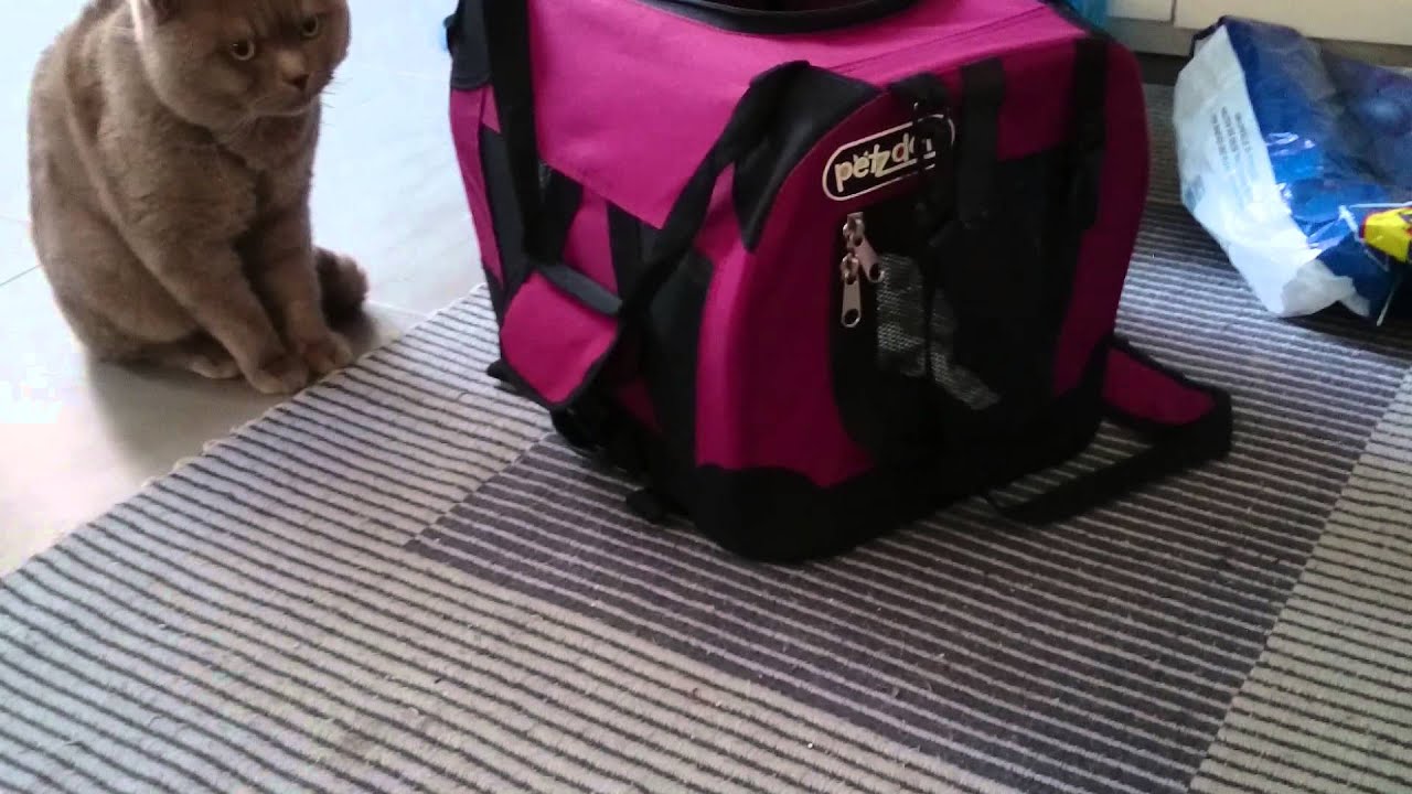 Shiva meets new home