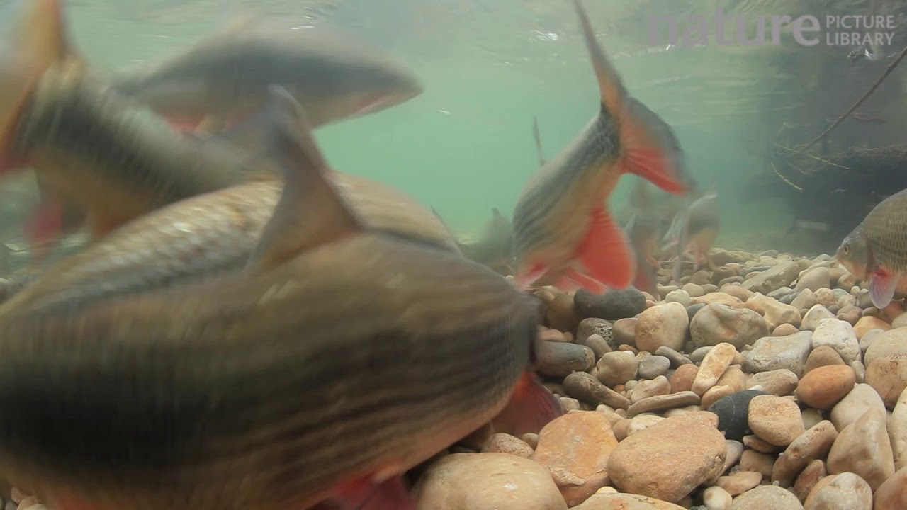 Shoal of Nase spawning, River Ain, Rhone-Alpes, France, April.