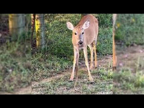 Shocking moment deer eating a snake