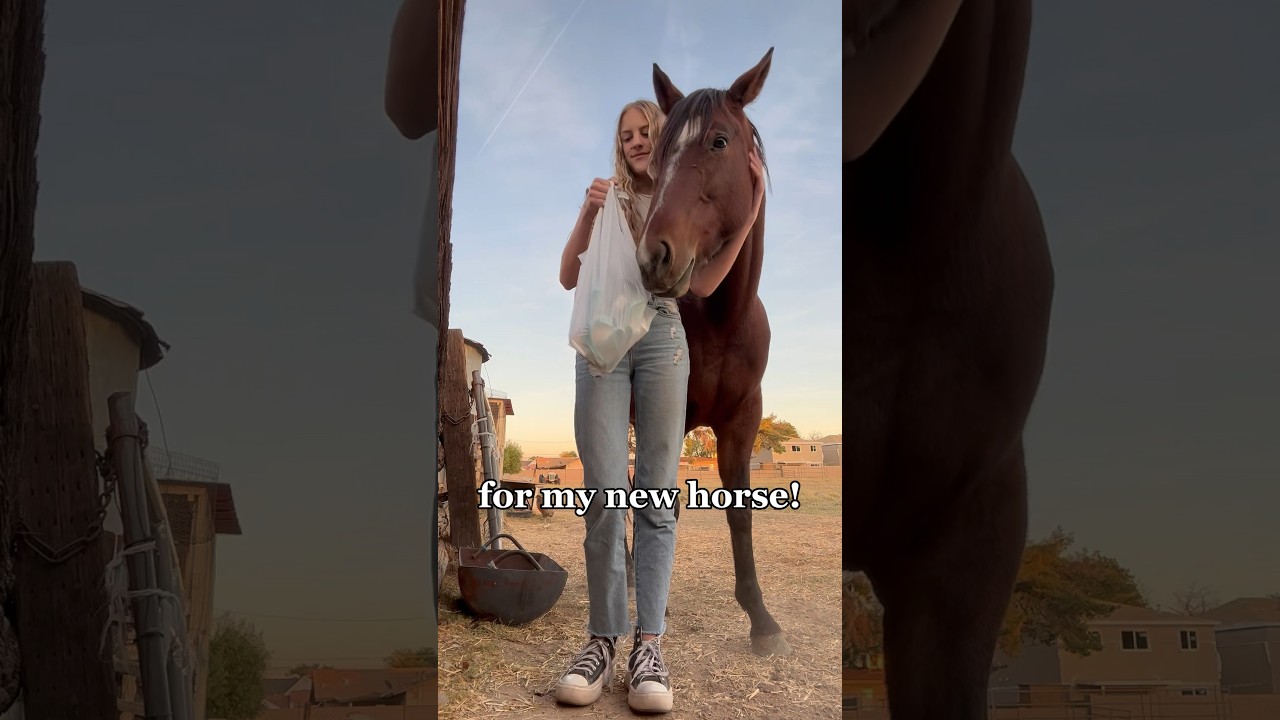 shopping for my new horse! #horses #western #shoppinghaul #shopping