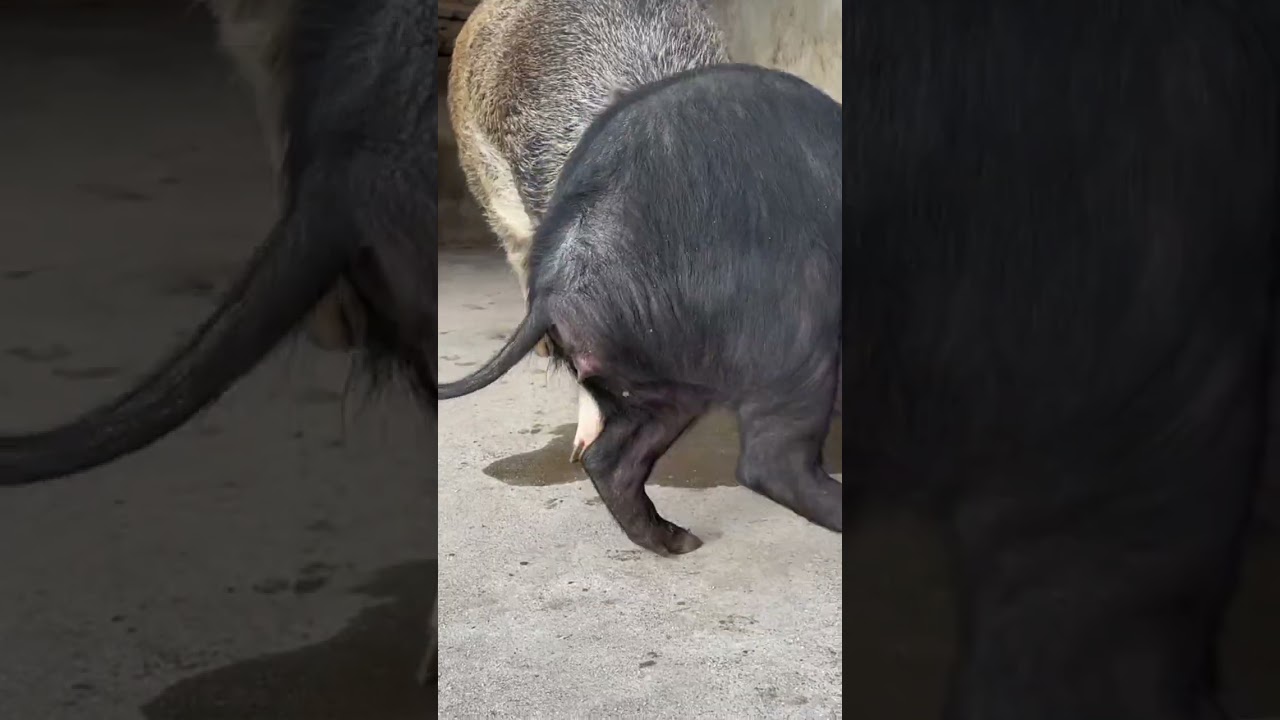 #shorts #pig #wildboar #minipig #piggy #pigs #piglife #minipigs #piglove #cutepig #piglet