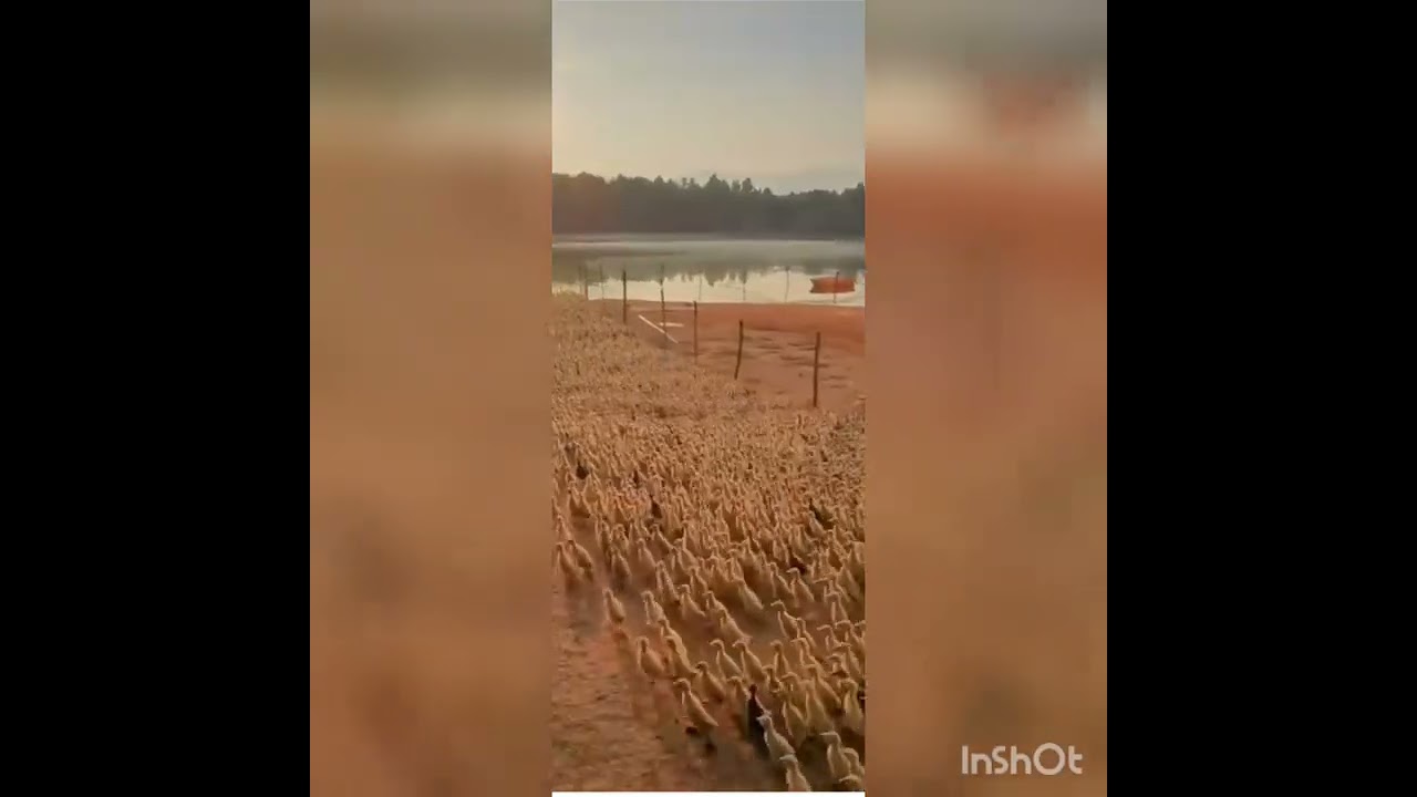 #Shorts #Video #Tiktok #Video #cikan