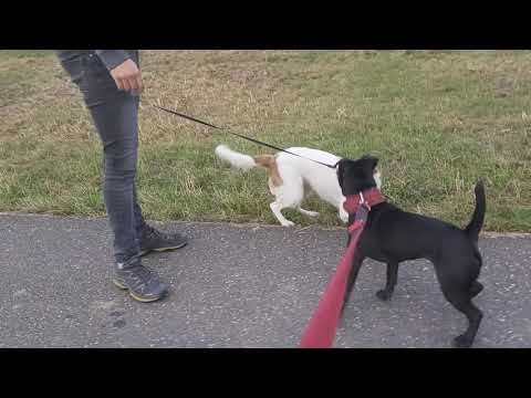SHOWLINE SBT STAFFORDSHIRE BULL TERRIER - a sophisticated prize fighting gladiator and familydog?