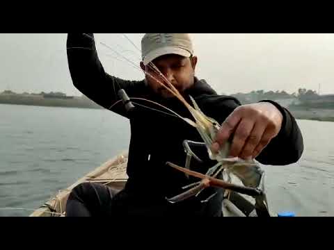 Shrimp fishing from river(Meghna river)
