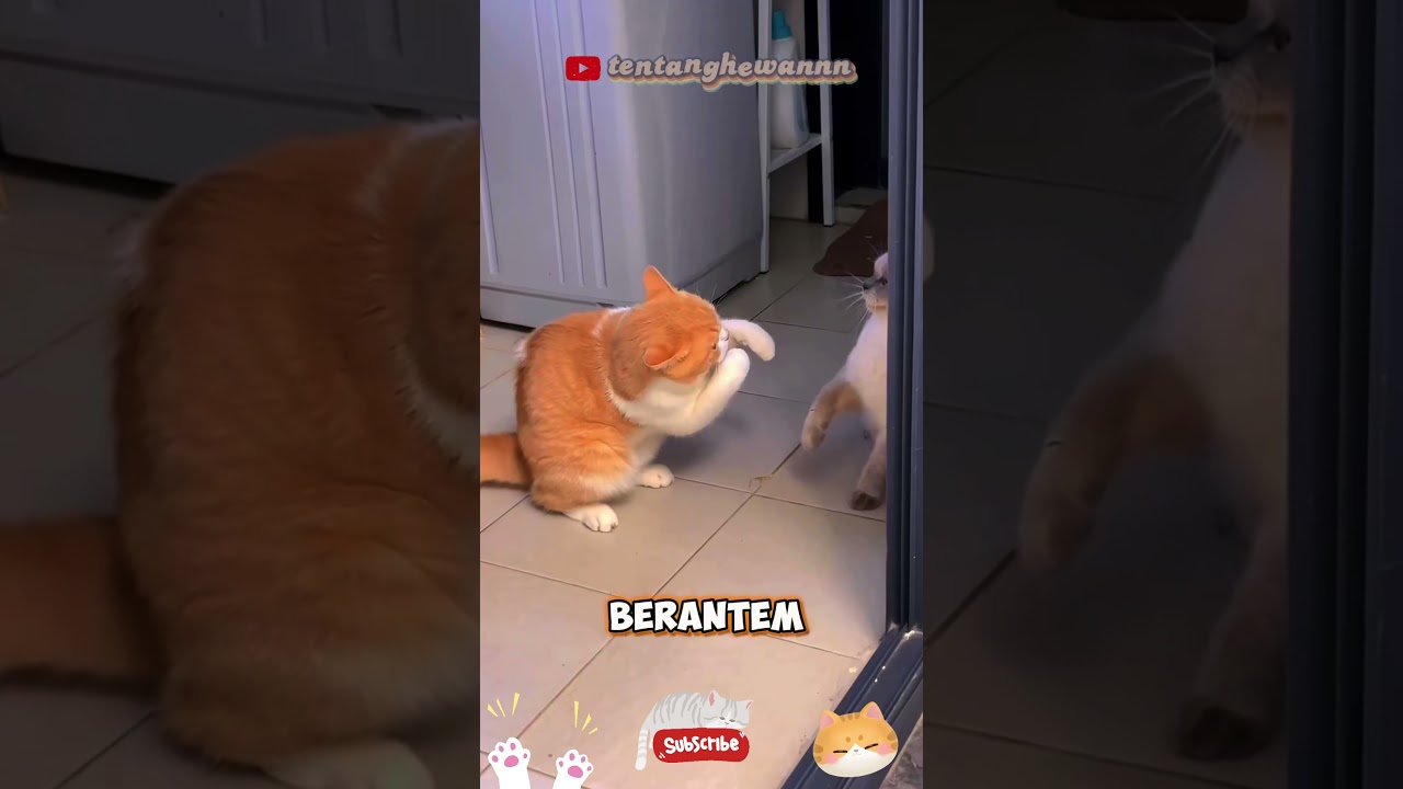 si oyen belajar tinju 😂