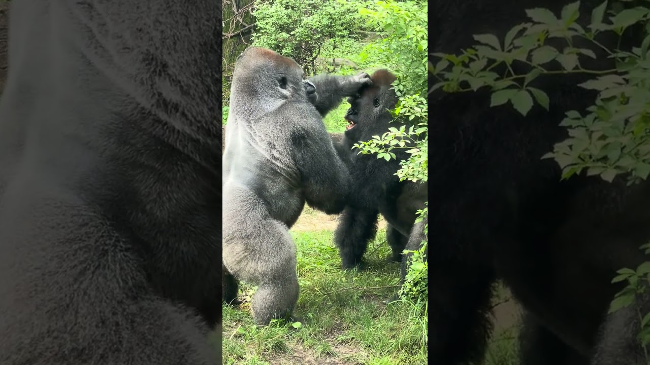Sibling rivalry by Silverback  Gorillas at the Bronx Zoo!