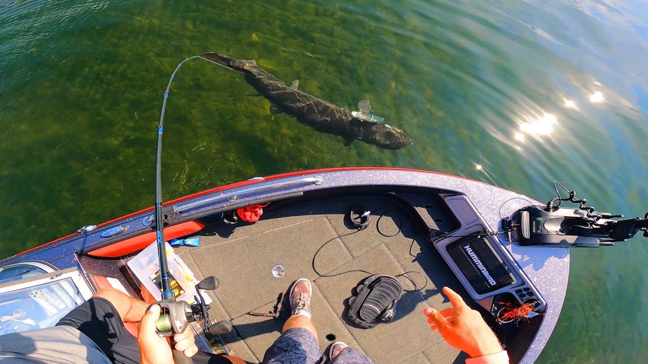 Sight Fishing ULTRA CLEAR WATER for GIANT MUSKIES!