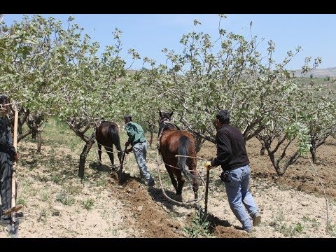 Siirtli Çiftçiler Eski Geleneğe Öndü, Atlarla Tarla Sürmeye Başladı