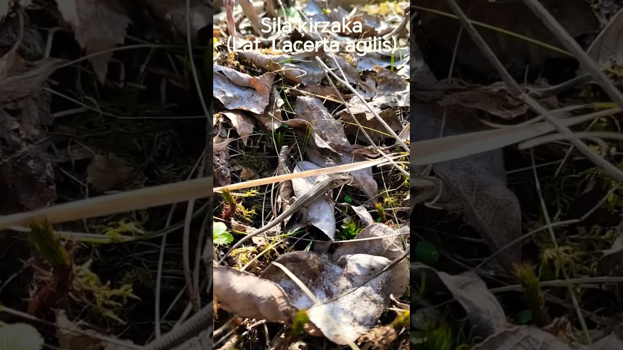 Sila ķirzaka (Lat. Lacerta agilis) #lizard