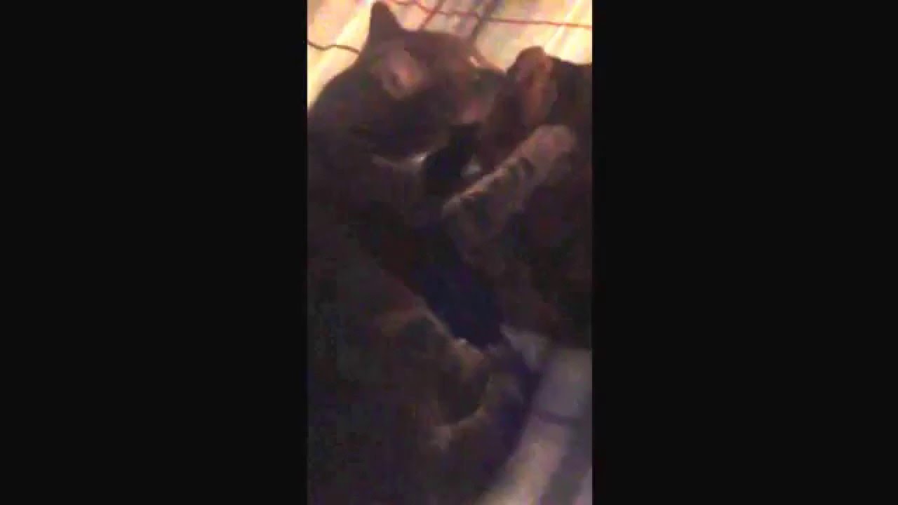 Silver and Janie being super cute