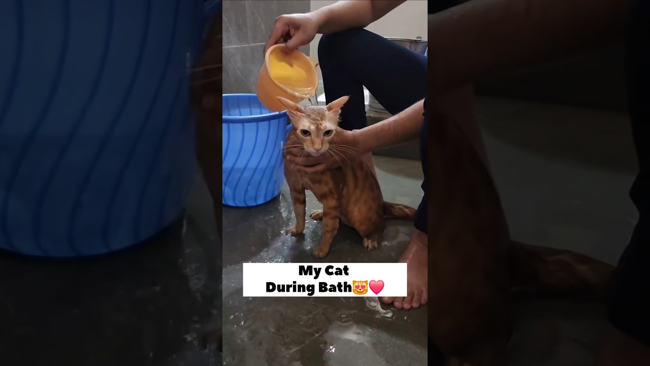 Simba Vs Other Cats During Bath😻❤️ #cat #catbath #catbathing #catshorts #catlovers #catlove #catfun