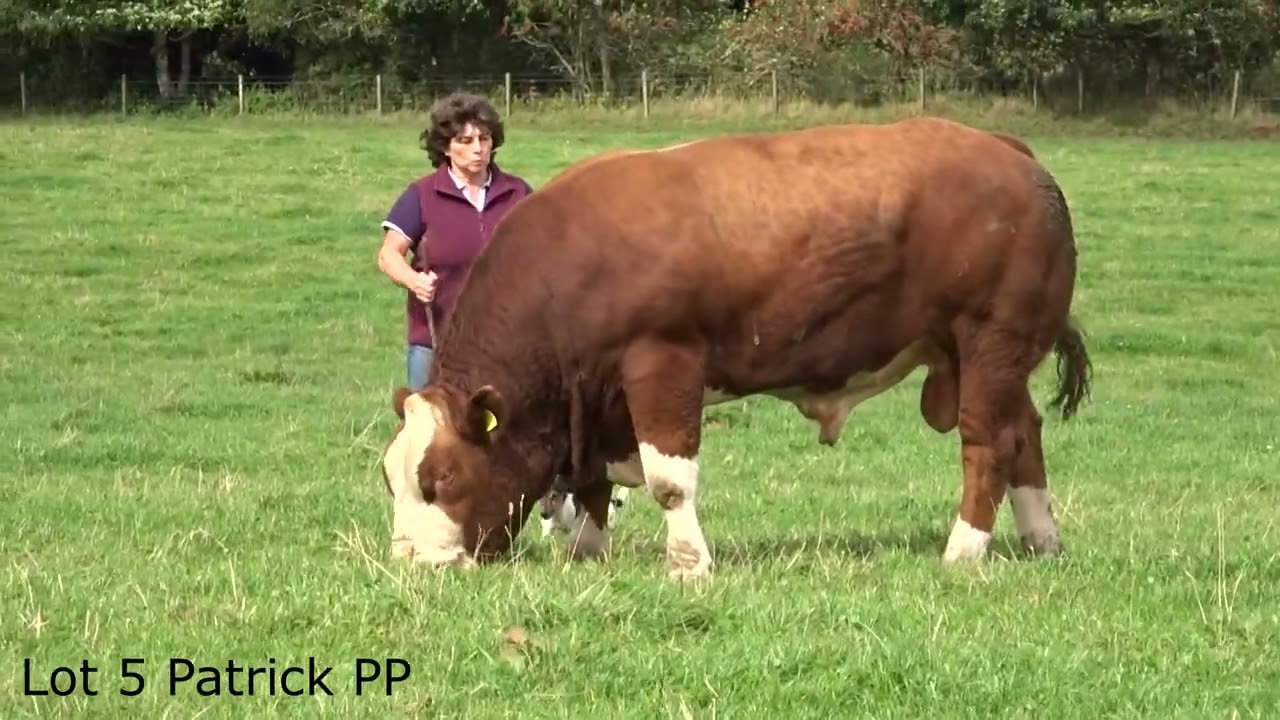 Simmental Bulls 2024